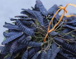 Hướng dẫn xông nhà bằng bồ kết làm sạch nơi ở